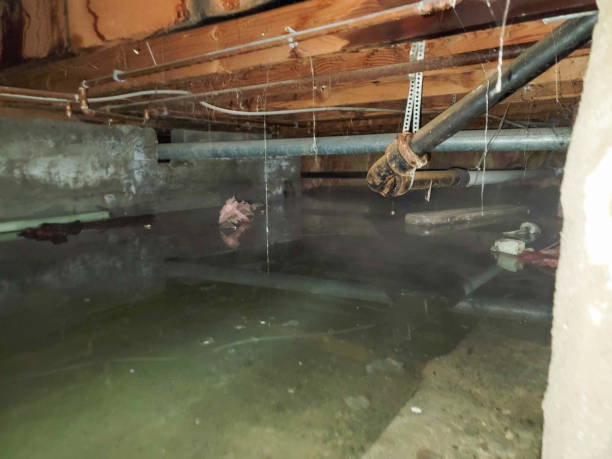 Best Water damage contractors near me  in Maple Park, IL