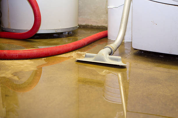 Best Mold removal after water damage  in Maple Park, IL